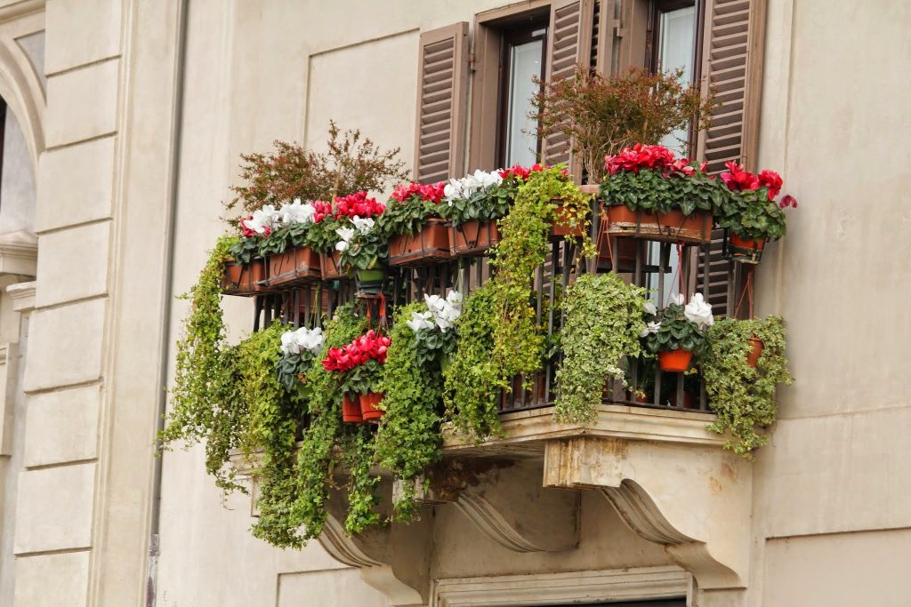 balkon bitkileri nasıl sulanır?