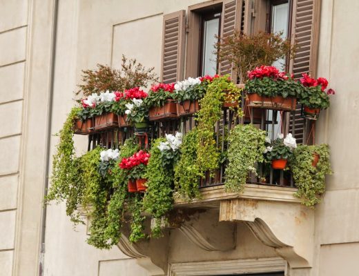 balkon bitkileri nasıl sulanır?