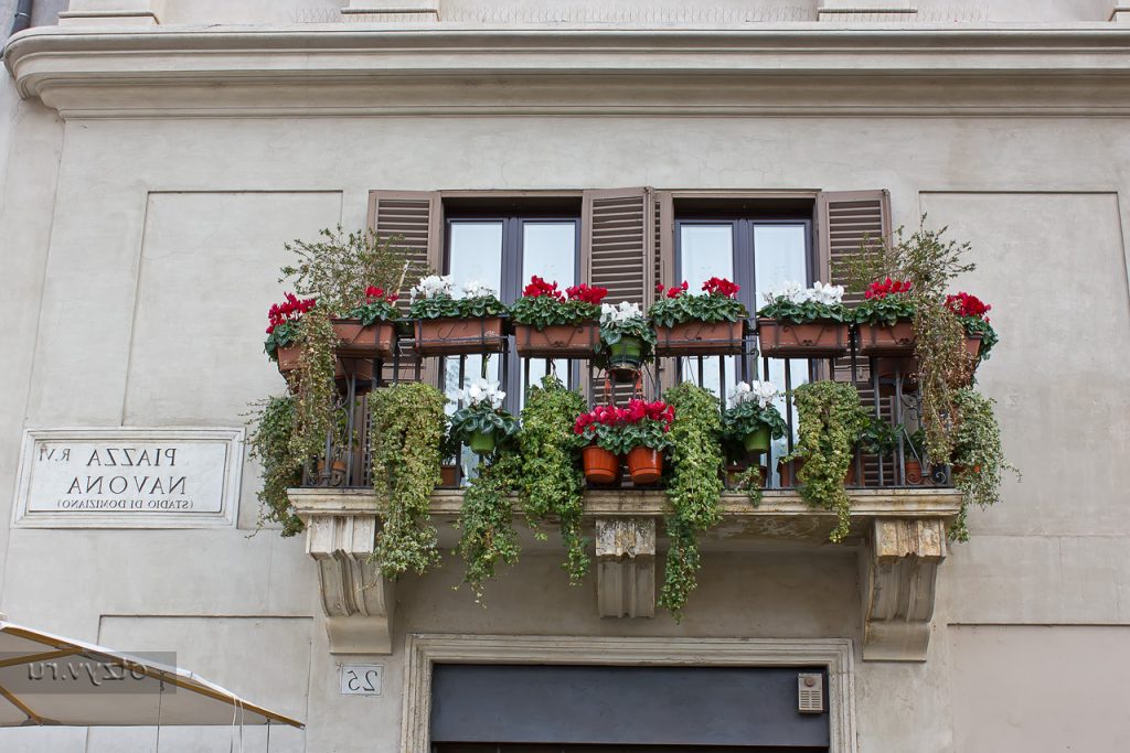 balkon bitkileri hangileridir?