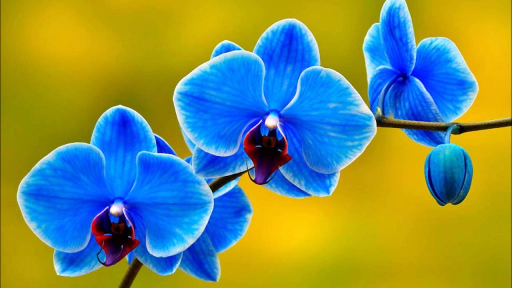 mavi orkide hangi ortamda bakılmalıdır?