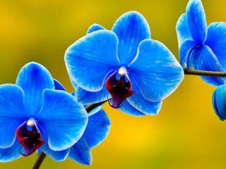 mavi orkide hangi ortamda bakılmalıdır?