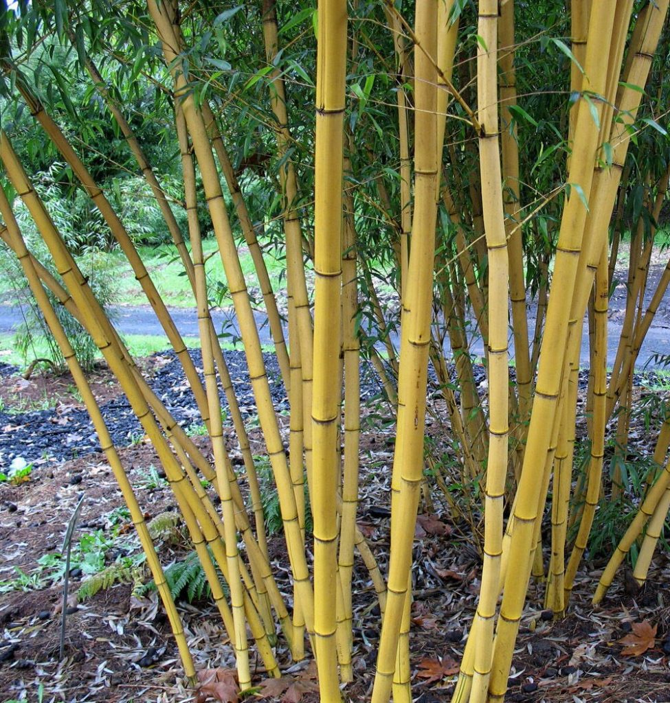 topaklanan bambu nasıl sulanır?