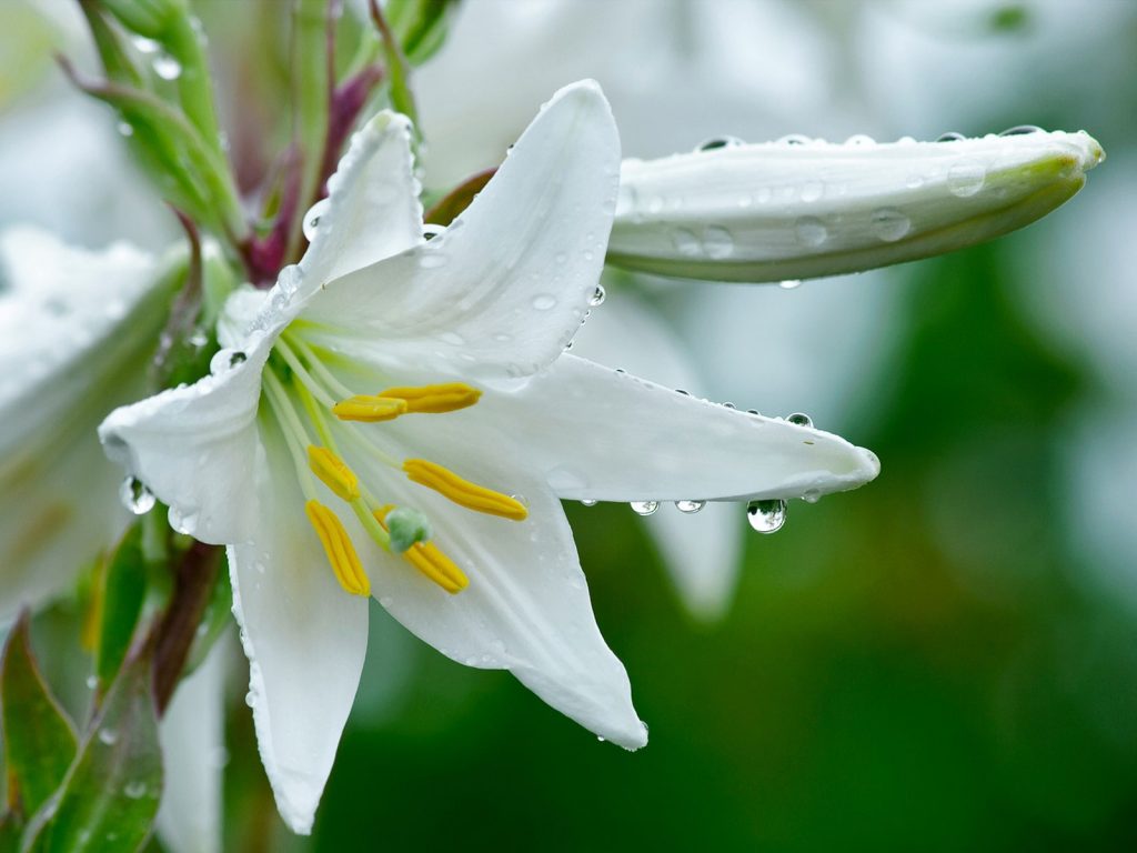 beyaz zambak çiçekleri nasıl sulanmalıdır?