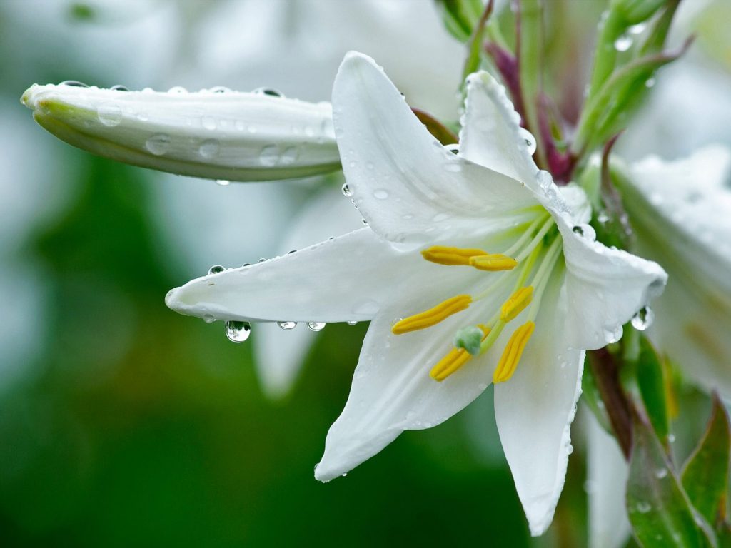 beyaz zambak çiçekleri nasıl sulanmalıdır?