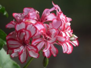 Sardunya Çiçeği